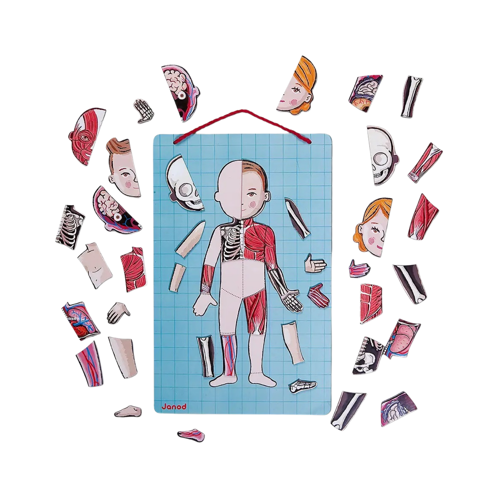 Human Body Educational Magnet Game