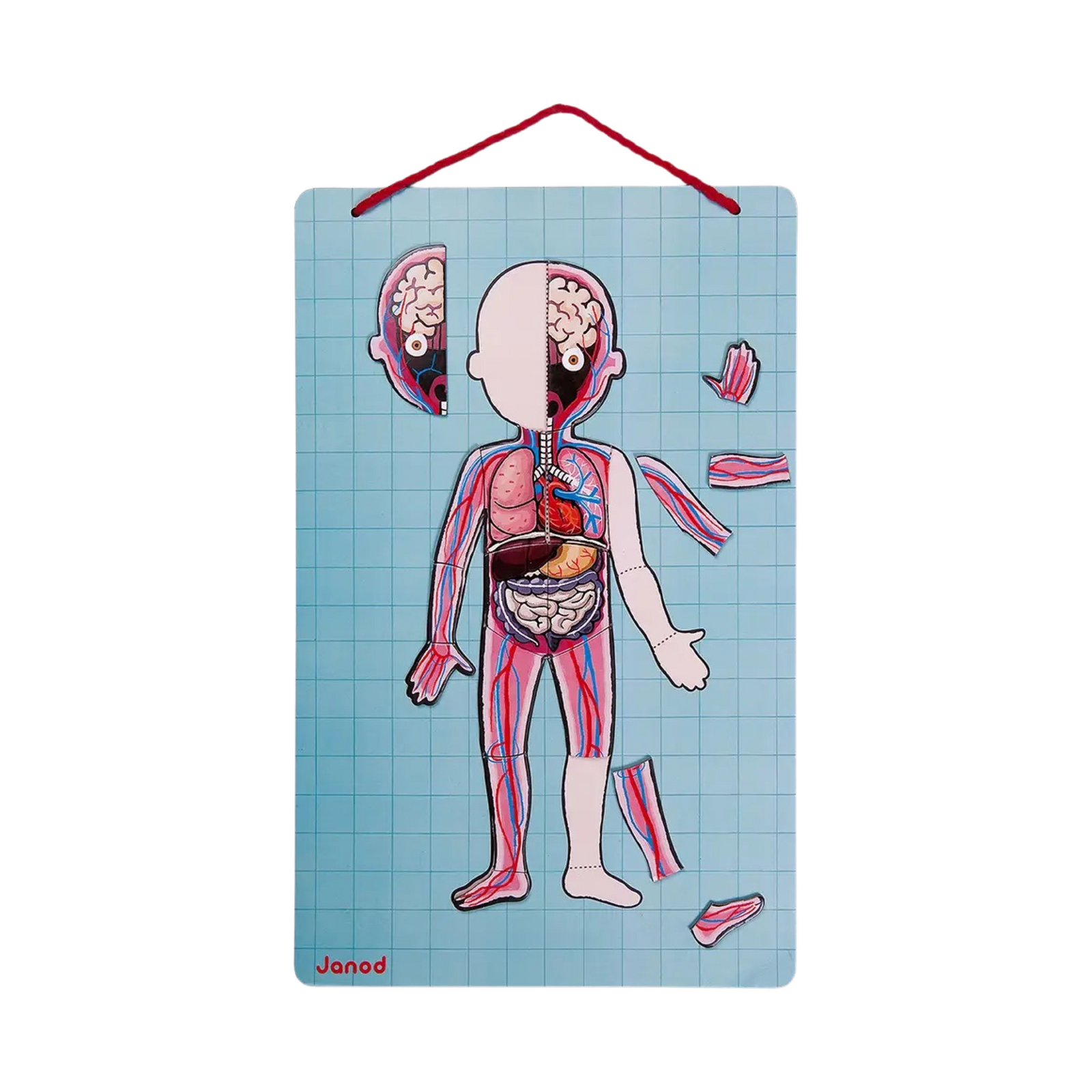 Human Body Educational Magnet Game