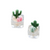Mini Cactus & Succulent Tea light Soy Candles