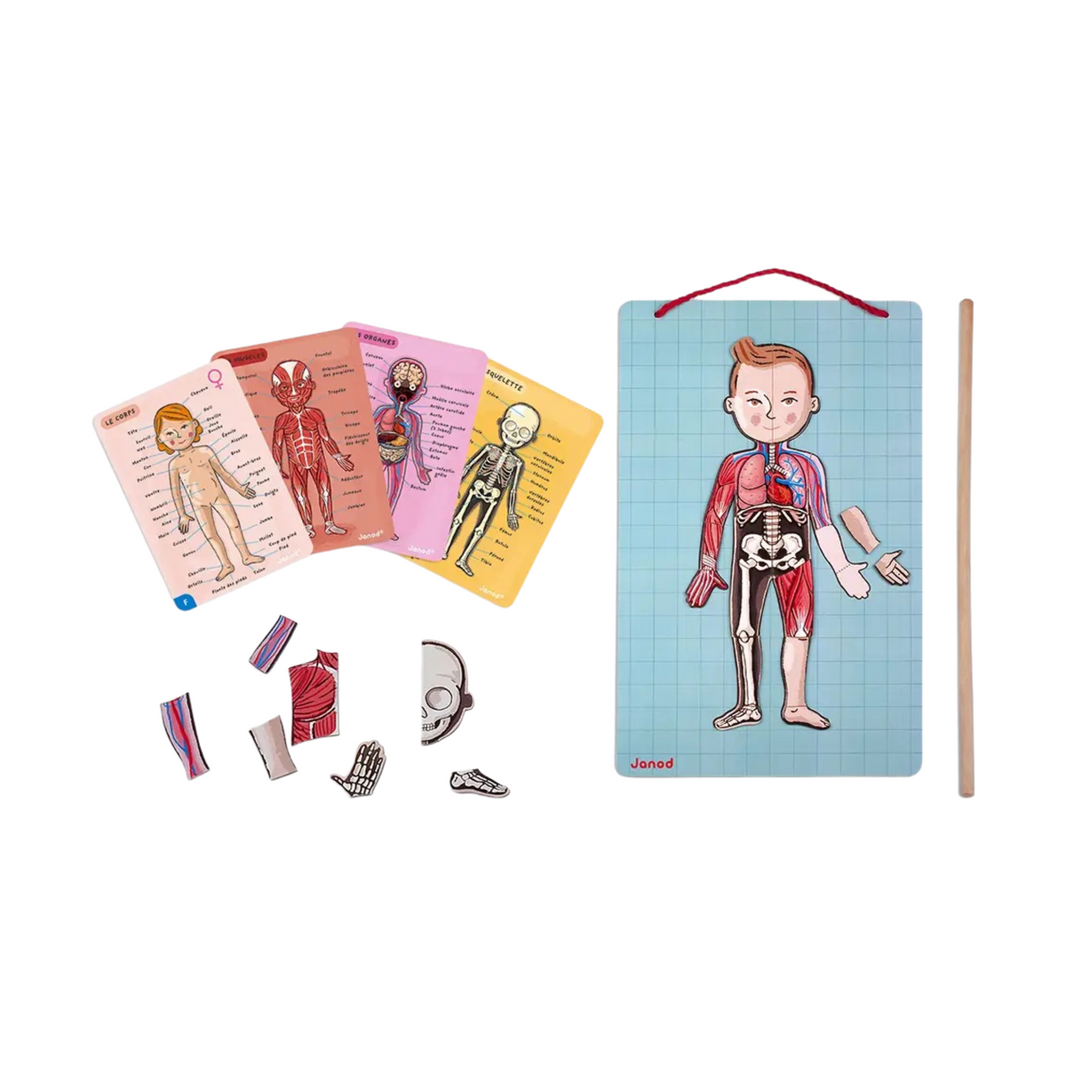 Human Body Educational Magnet Game