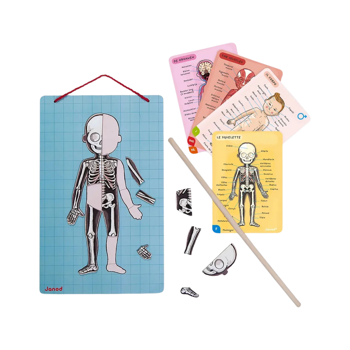Human Body Educational Magnet Game
